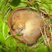 Insects in the diet of the hazel dormouse (Muscardinus avellanarius): a pilot study using DNA barcoding