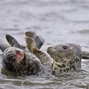 Population trends of harbour and grey seals in the Greater Thames Estuary