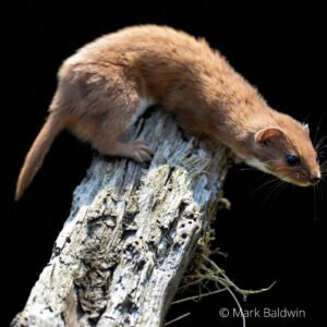 A pilot study of a novel method to monitor weasels (Mustela nivalis) and stoats (M. erminea) in Britain
