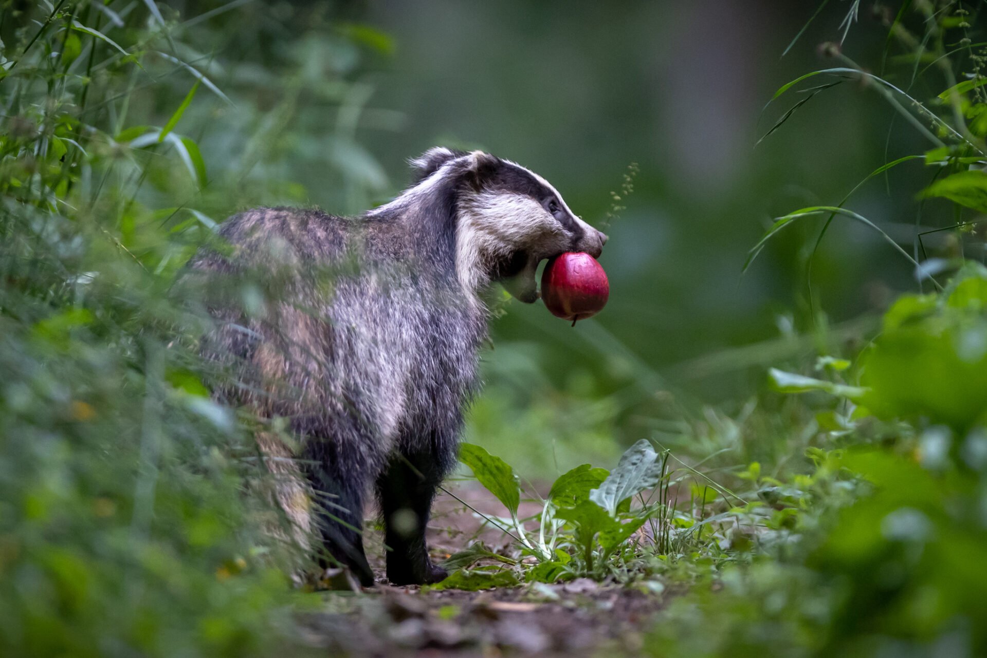 Are badgers Meles meles effective dispersal agents for bramble Rubus fruticosus agg. in Ireland?