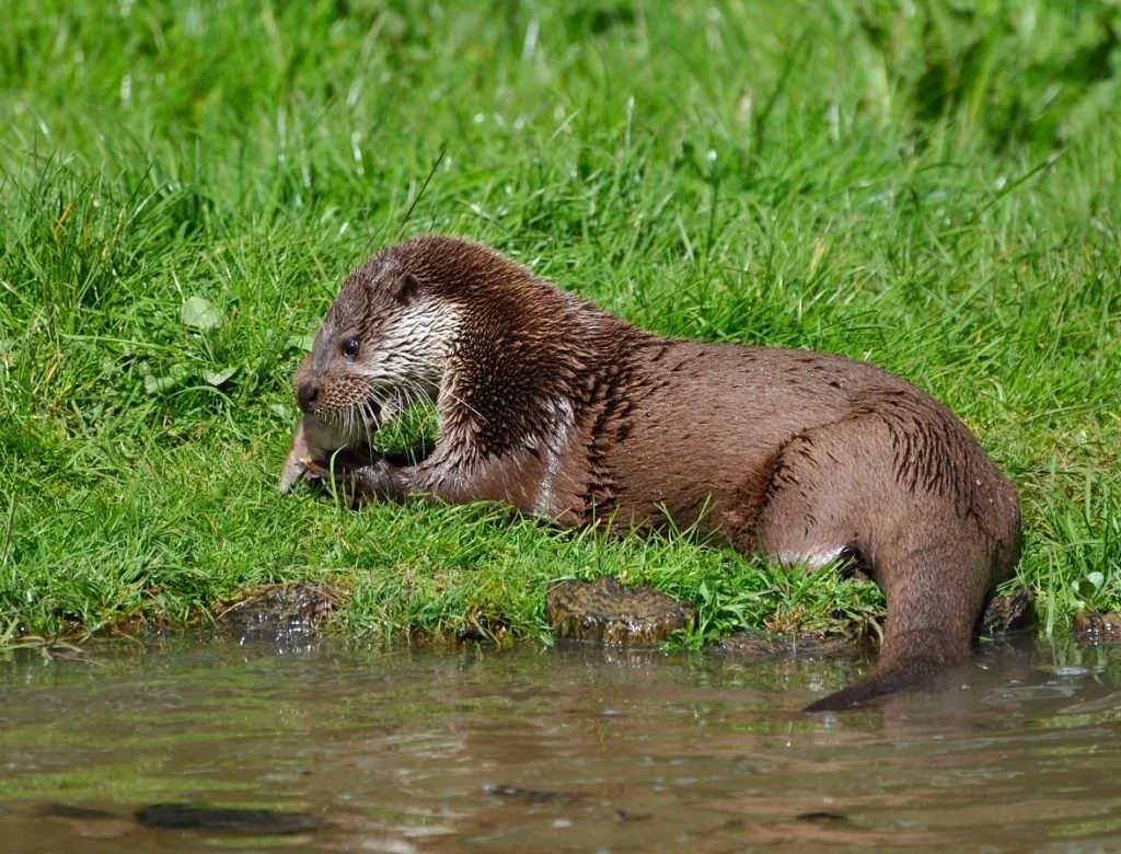 The diet of Eurasian otters (Lutra lutra) around the coastal fringe of Cornwall