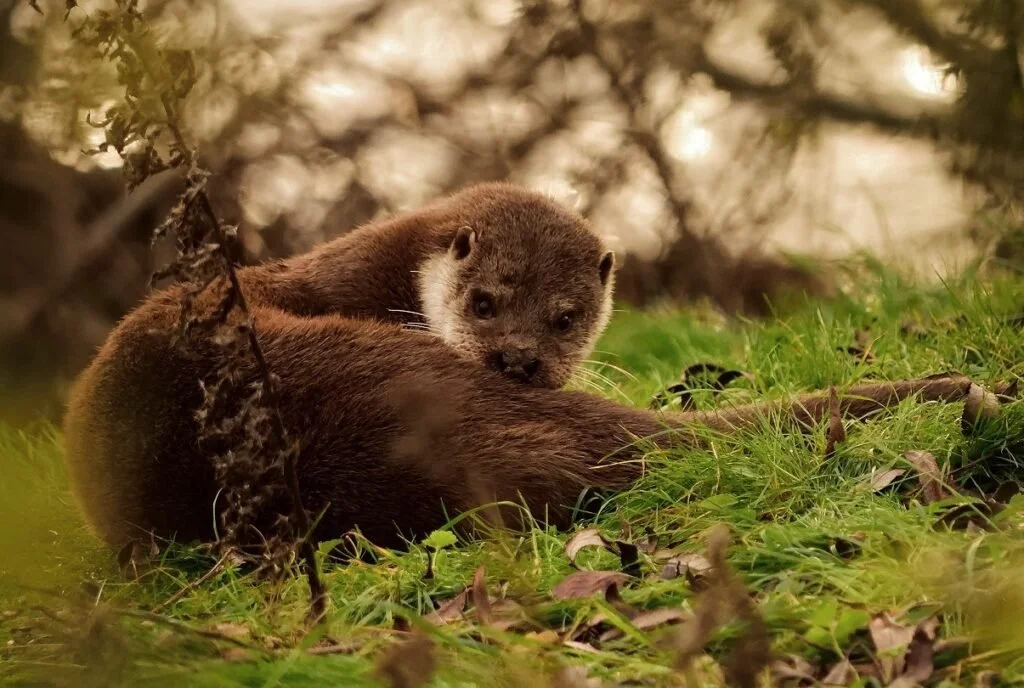 Portable CCTV for mammal monitoring: new survey technology