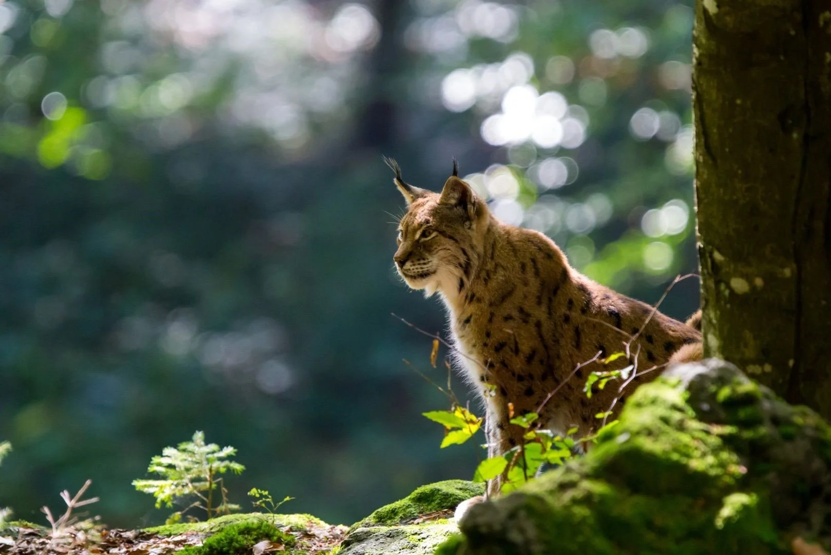 An 18th century reference to a Eurasian lynx (Lynx lynx) in Scotland