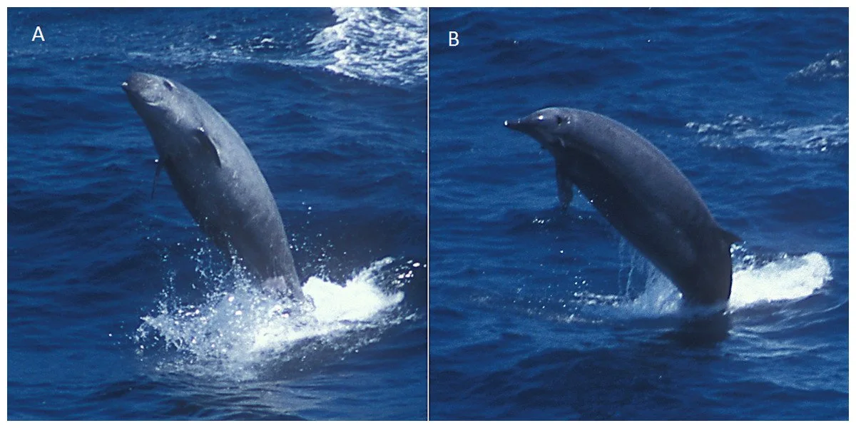 First record of True’s beaked whale, Mesoplodon mirus, in Britain