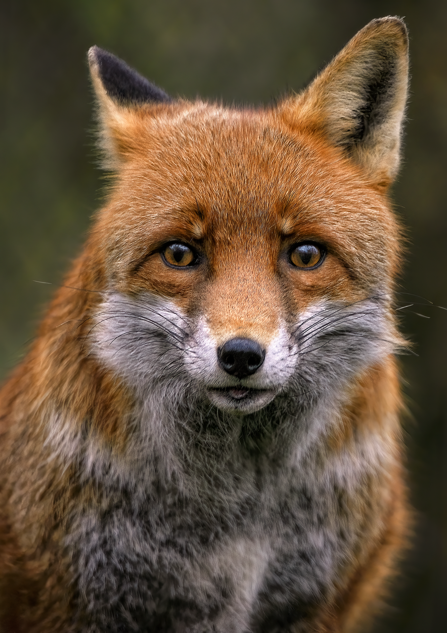 Ancestry and genetic differentiation of red foxes (Vulpes vulpes) on the Isle of Wight