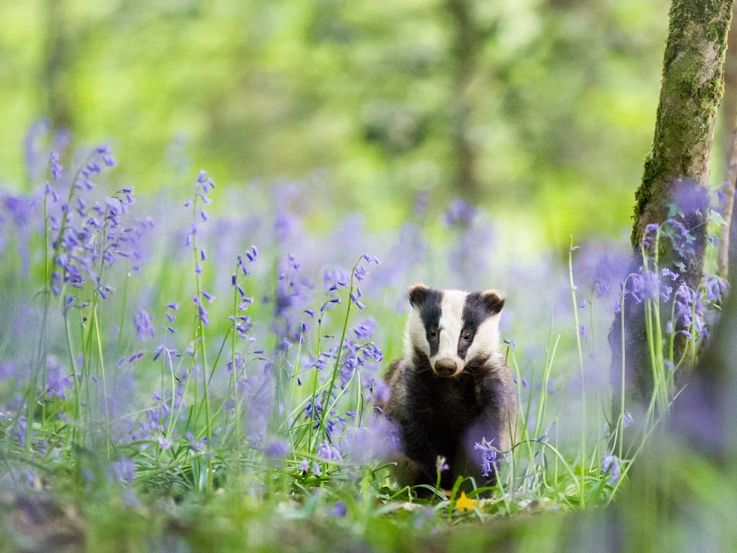 Conservation charity uses National Mammal Week (21-27 April) to highlight 'untapped potential’ for wildlife in UK landscapes&nbsp;