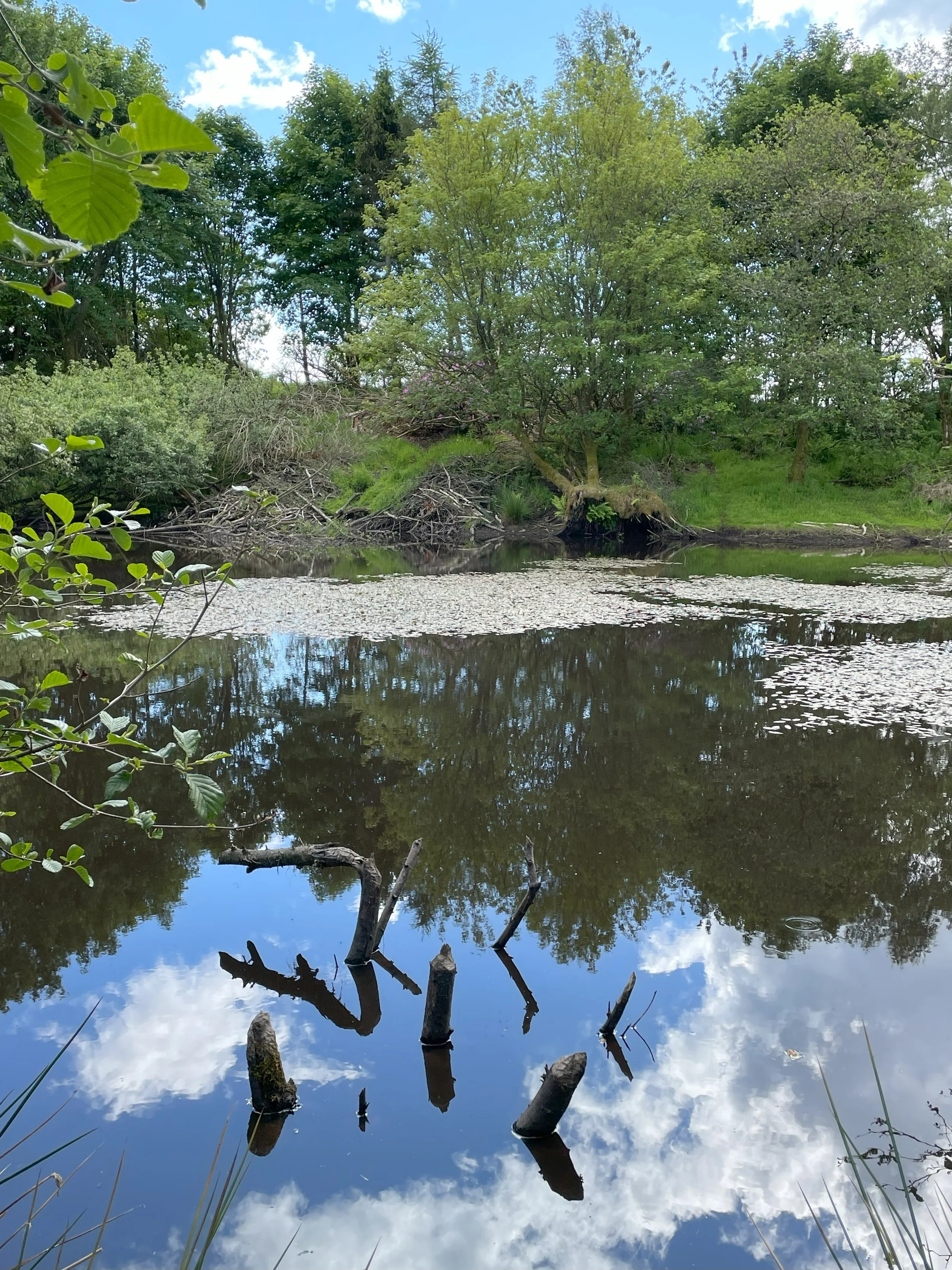 Attending a Beaver Ecology and Conservation Training Course