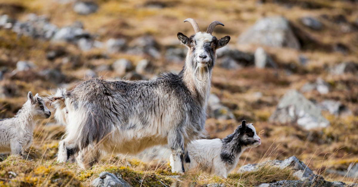 Blog — Mammal Society