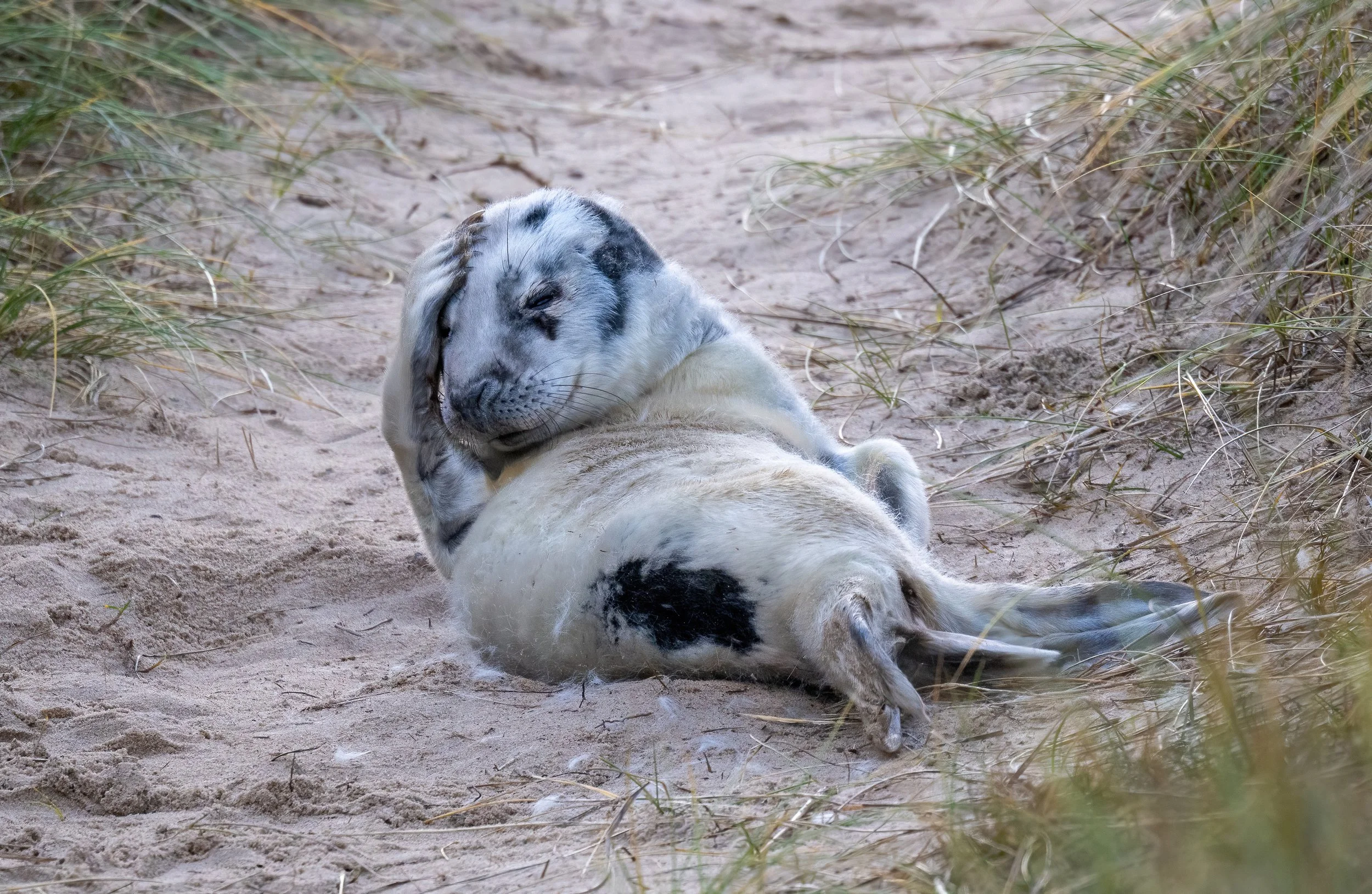 The Mammal Society’s Response to Ofgem’s August Consultation