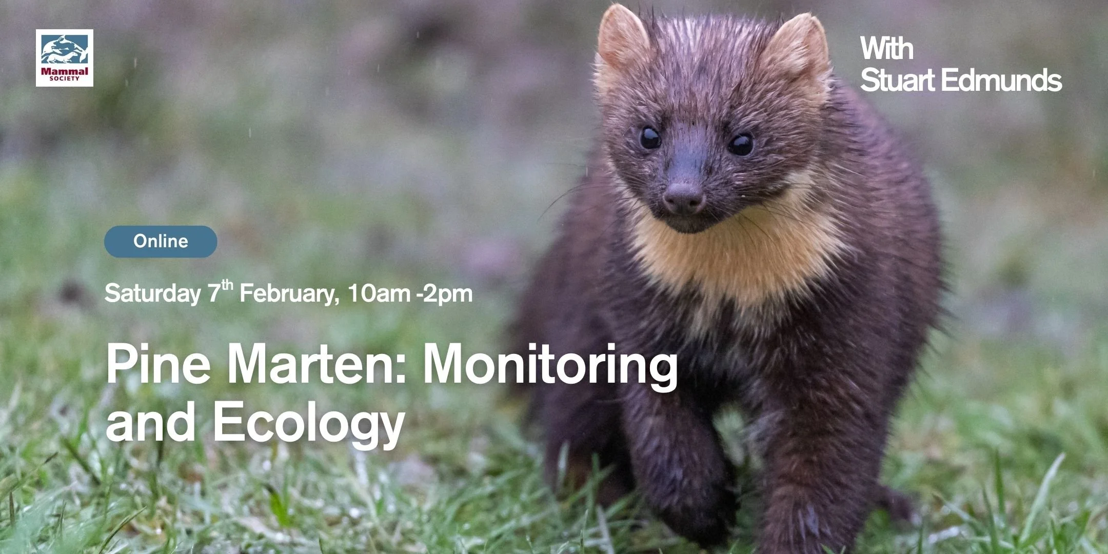 Pine Marten: Monitoring and Ecology (Online)
