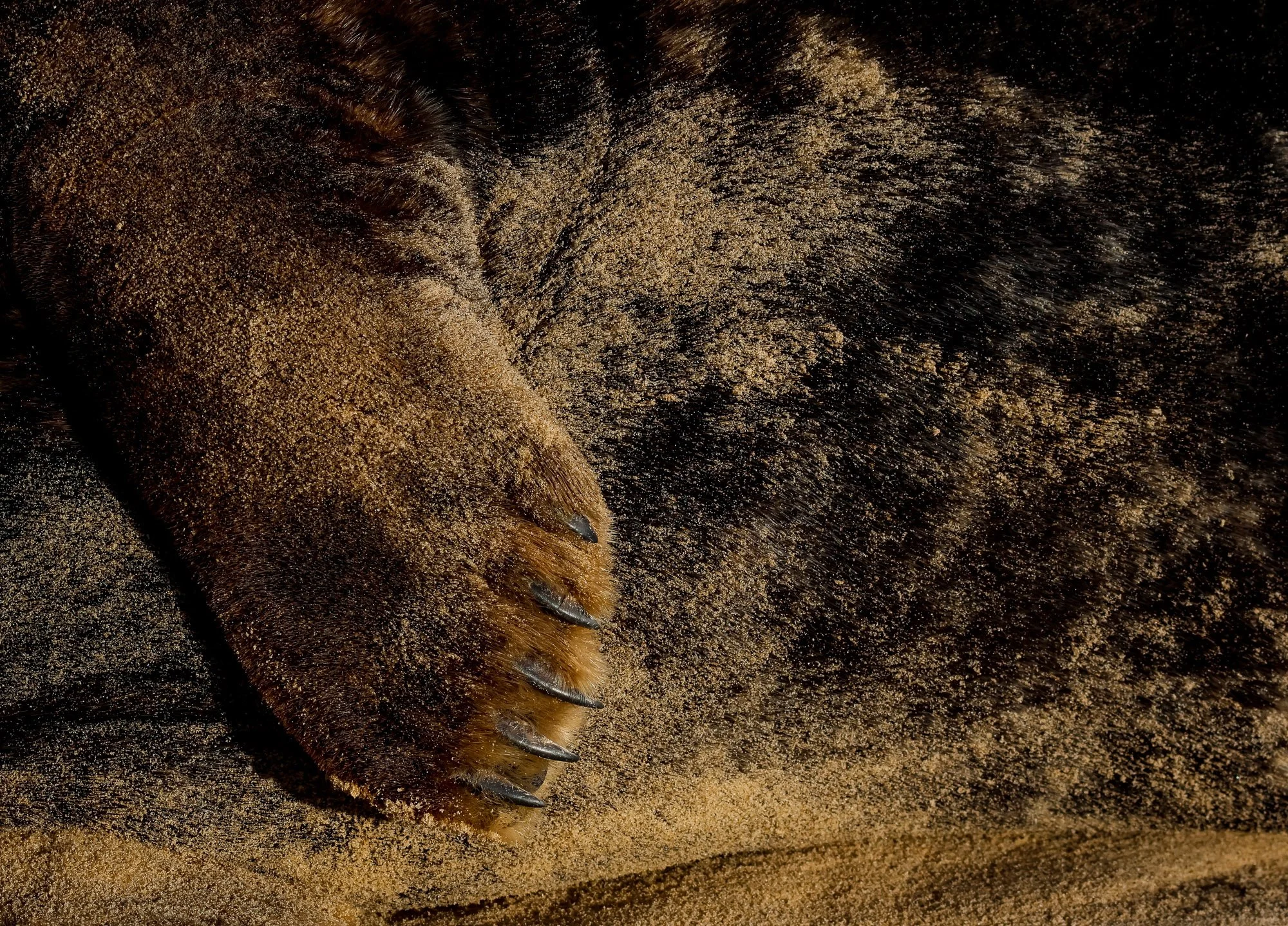 Ethical wildlife photography for mammals