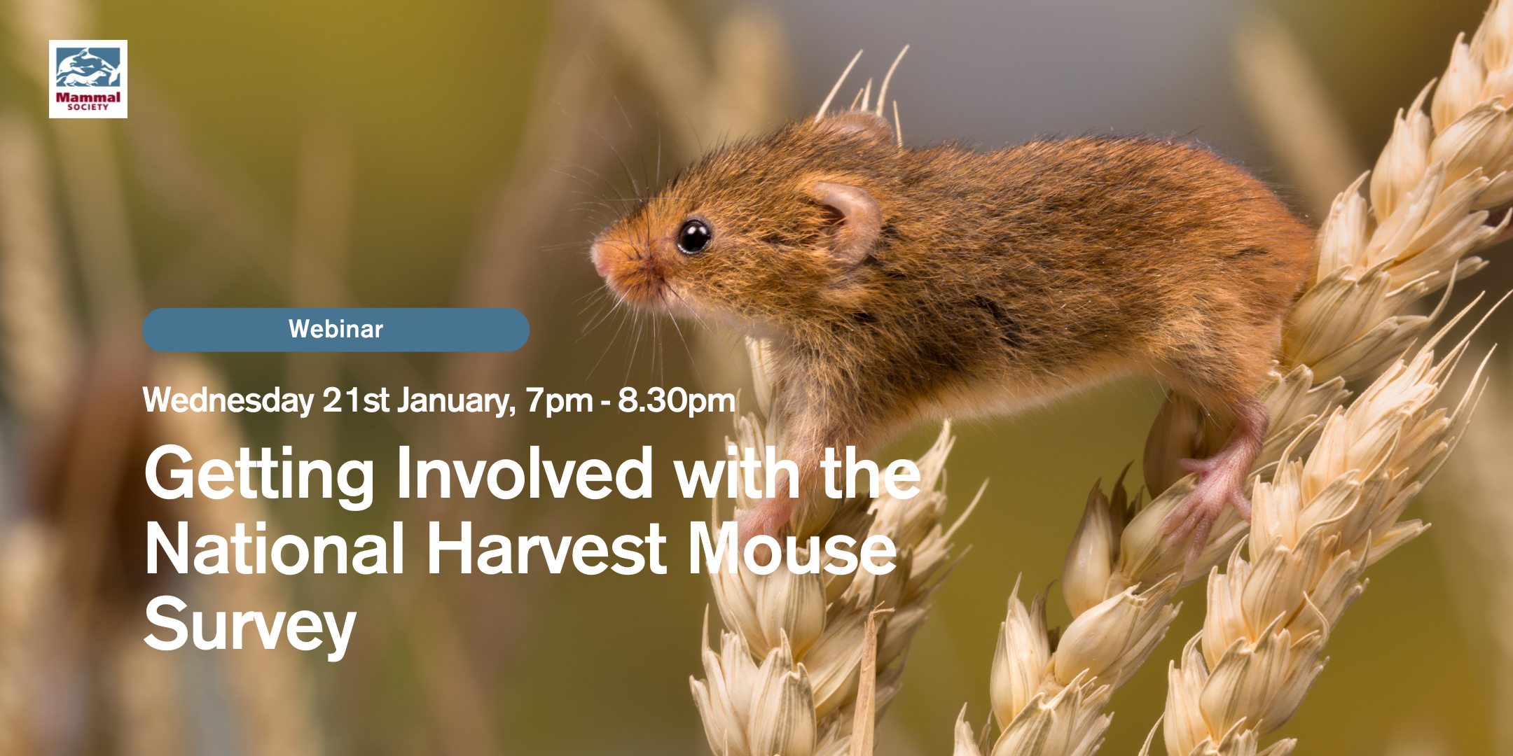 Getting Involved with the National Harvest Mouse Survey