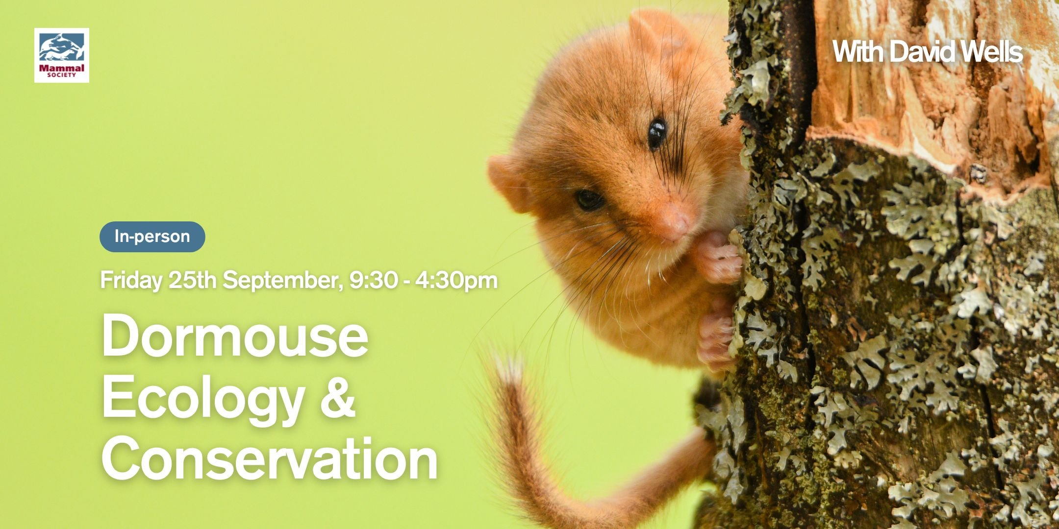 Dormouse Ecology and Conservation (in-person)