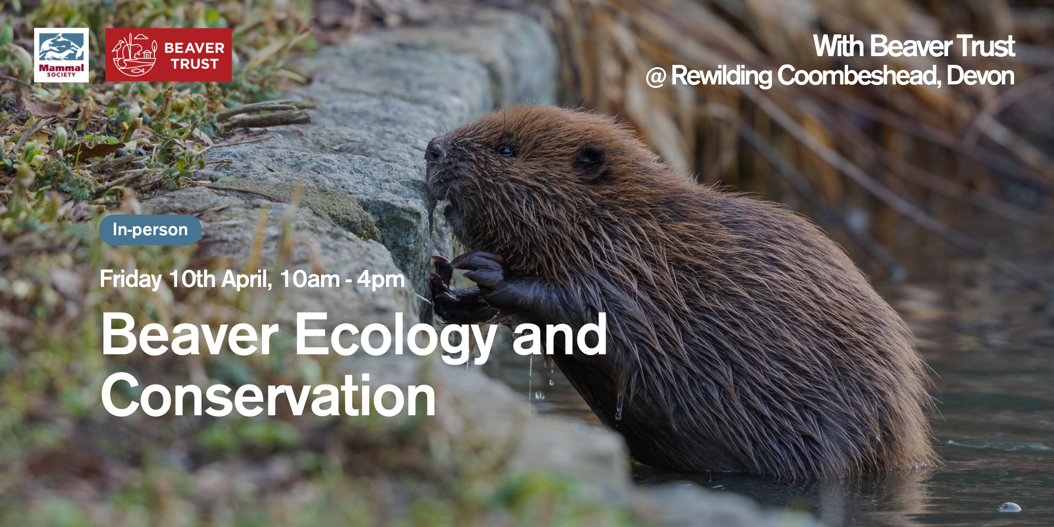 Beaver Ecology and Conservation (in-person) 