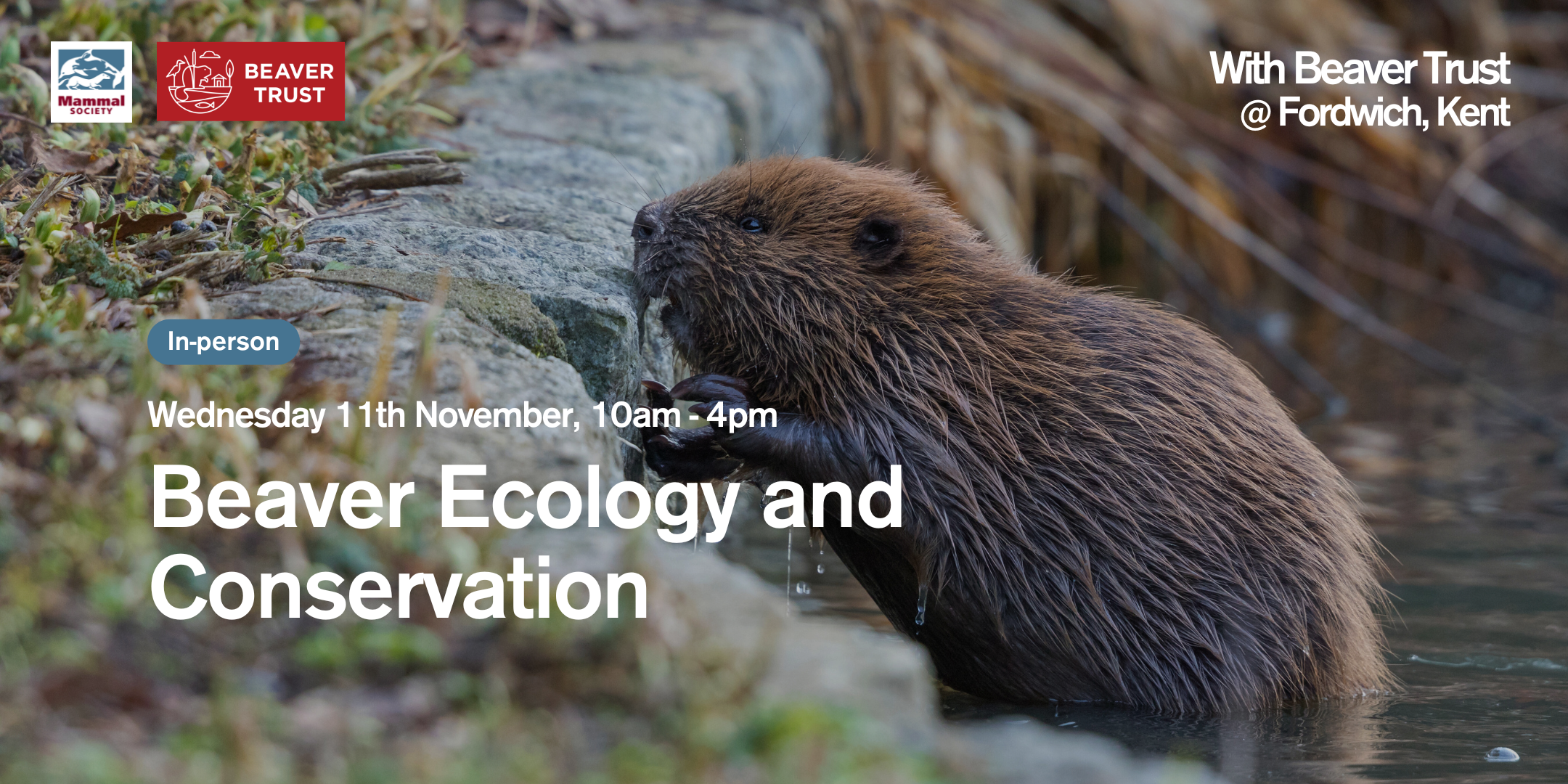 Beaver Ecology and Conservation (in-person) 