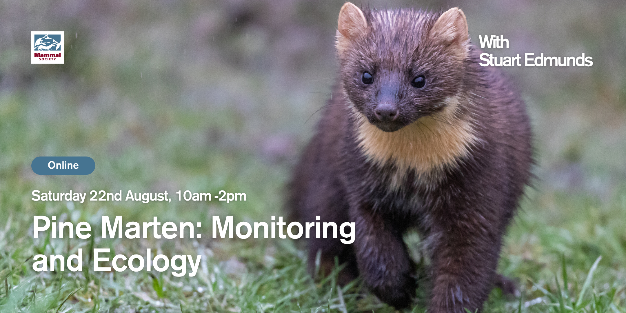 Pine Marten: Monitoring and Ecology (Online)