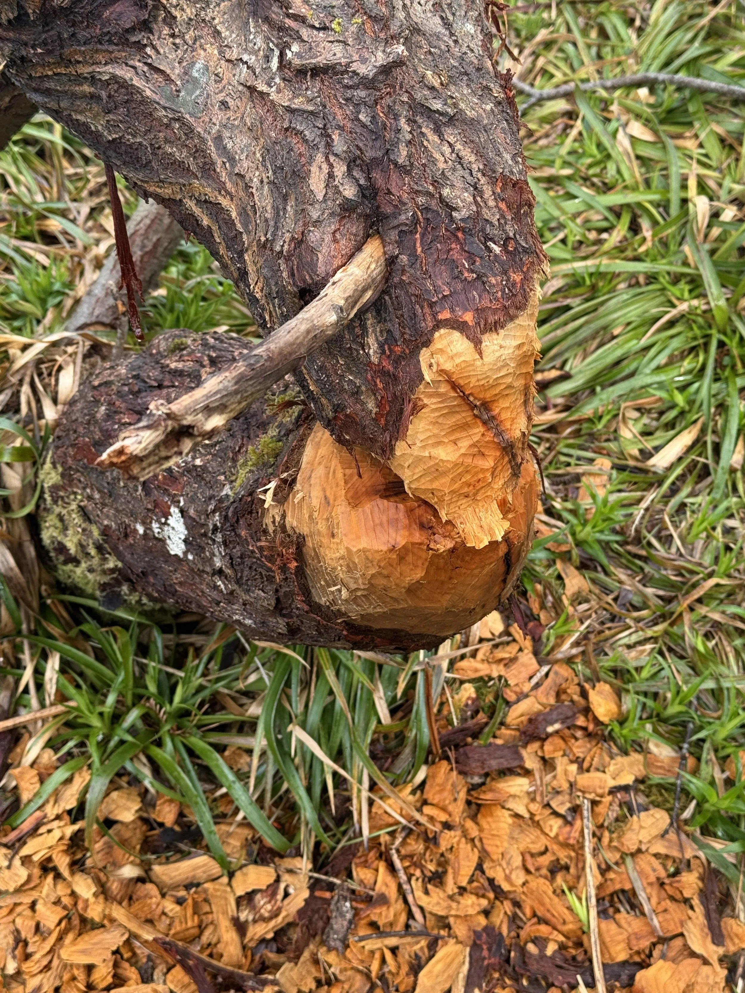 A story about Beavers 
