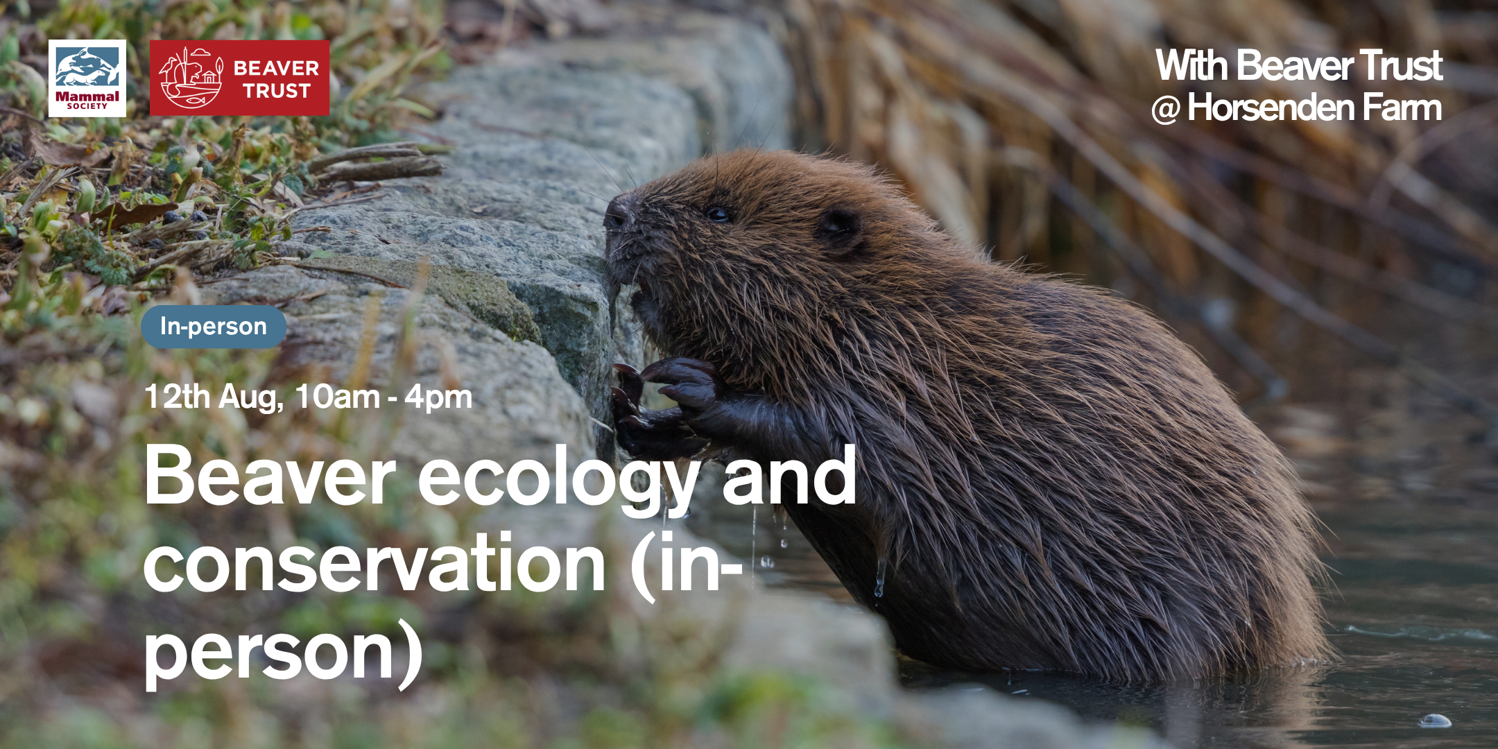 Beaver Ecology and Conservation (in-person) 