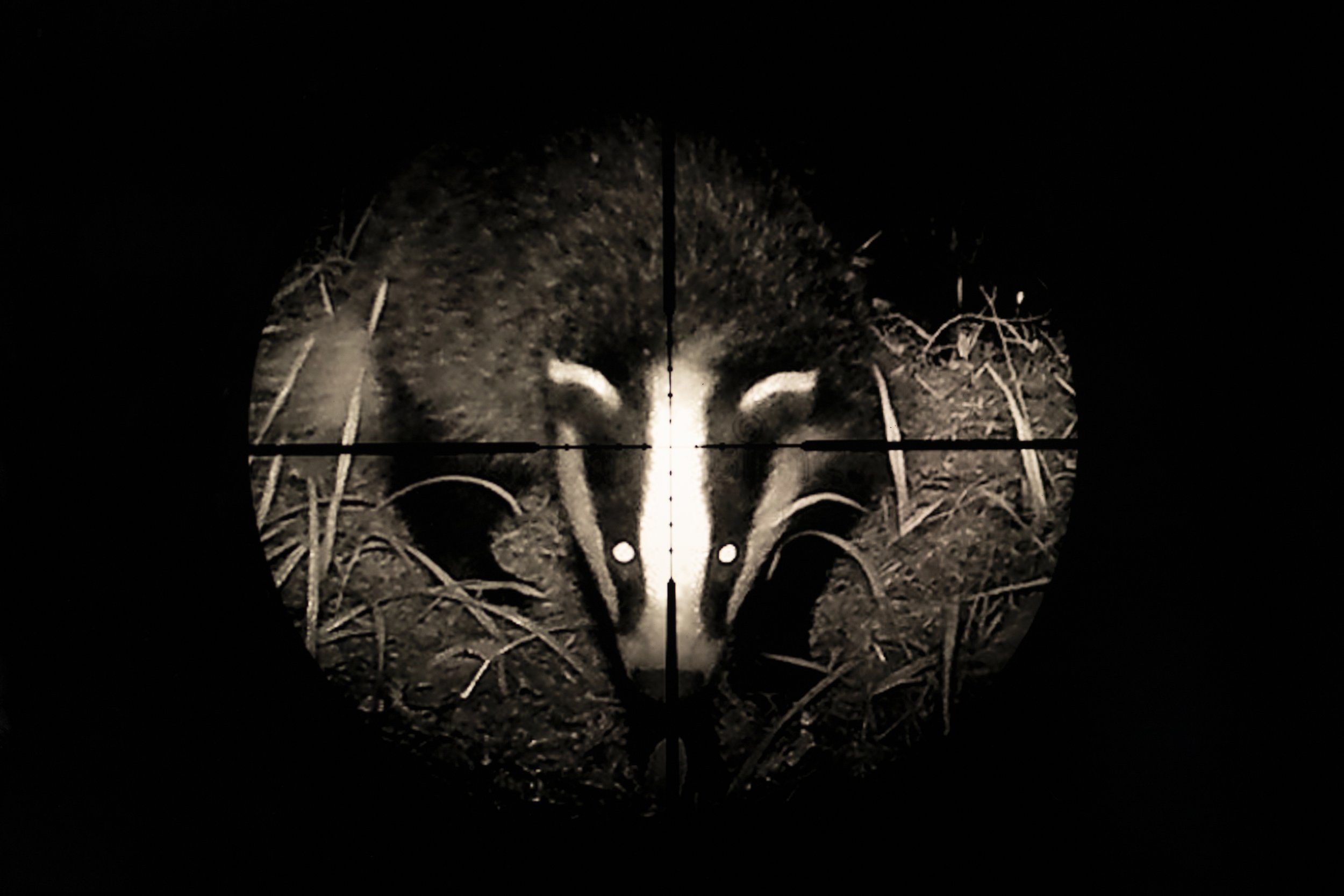 'The Badger Cull' - Ian Wood