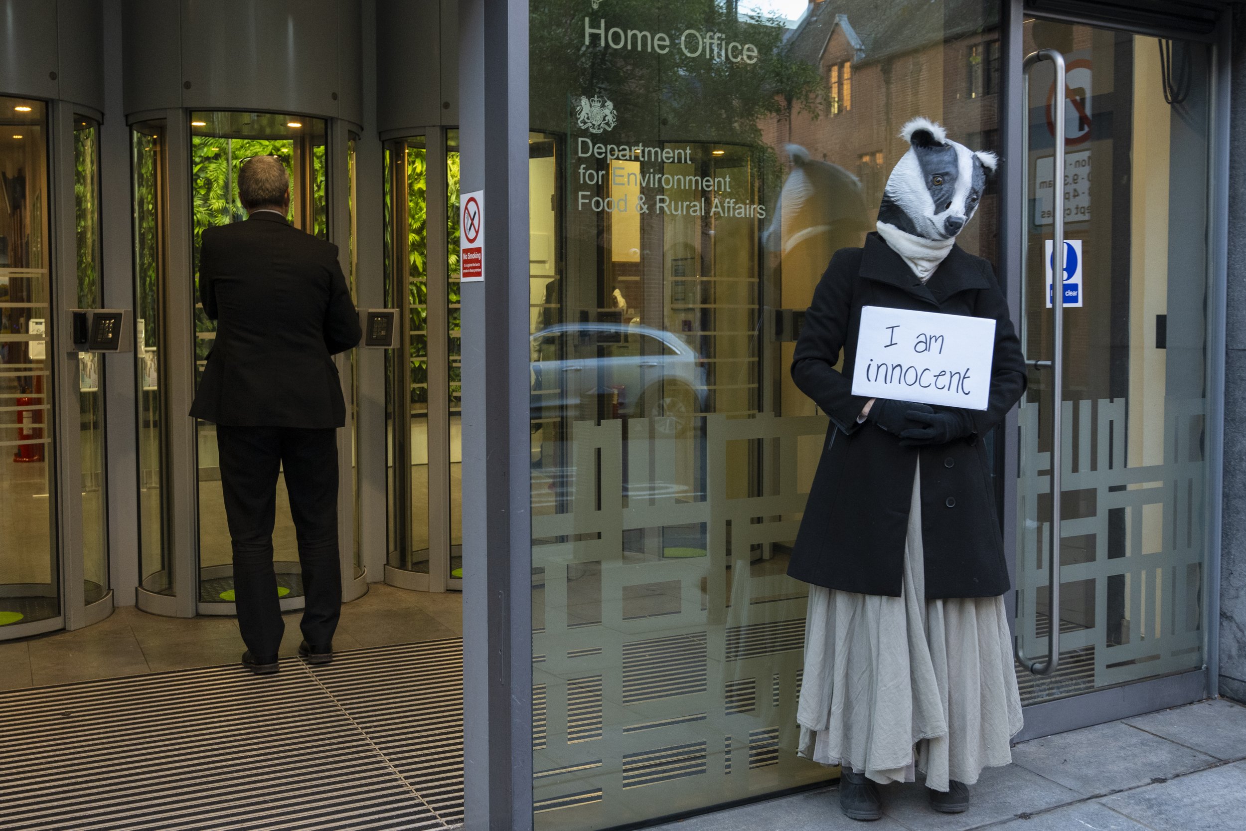 'The Badger Cull' - Ian Wood