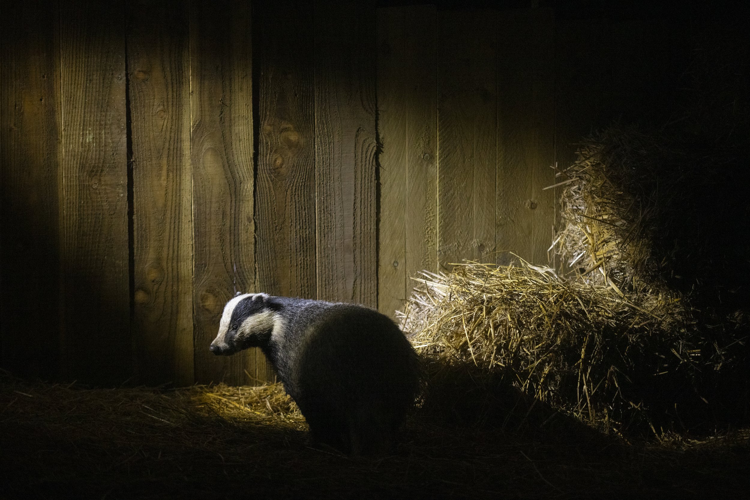 'The Badger Cull' - Ian Wood