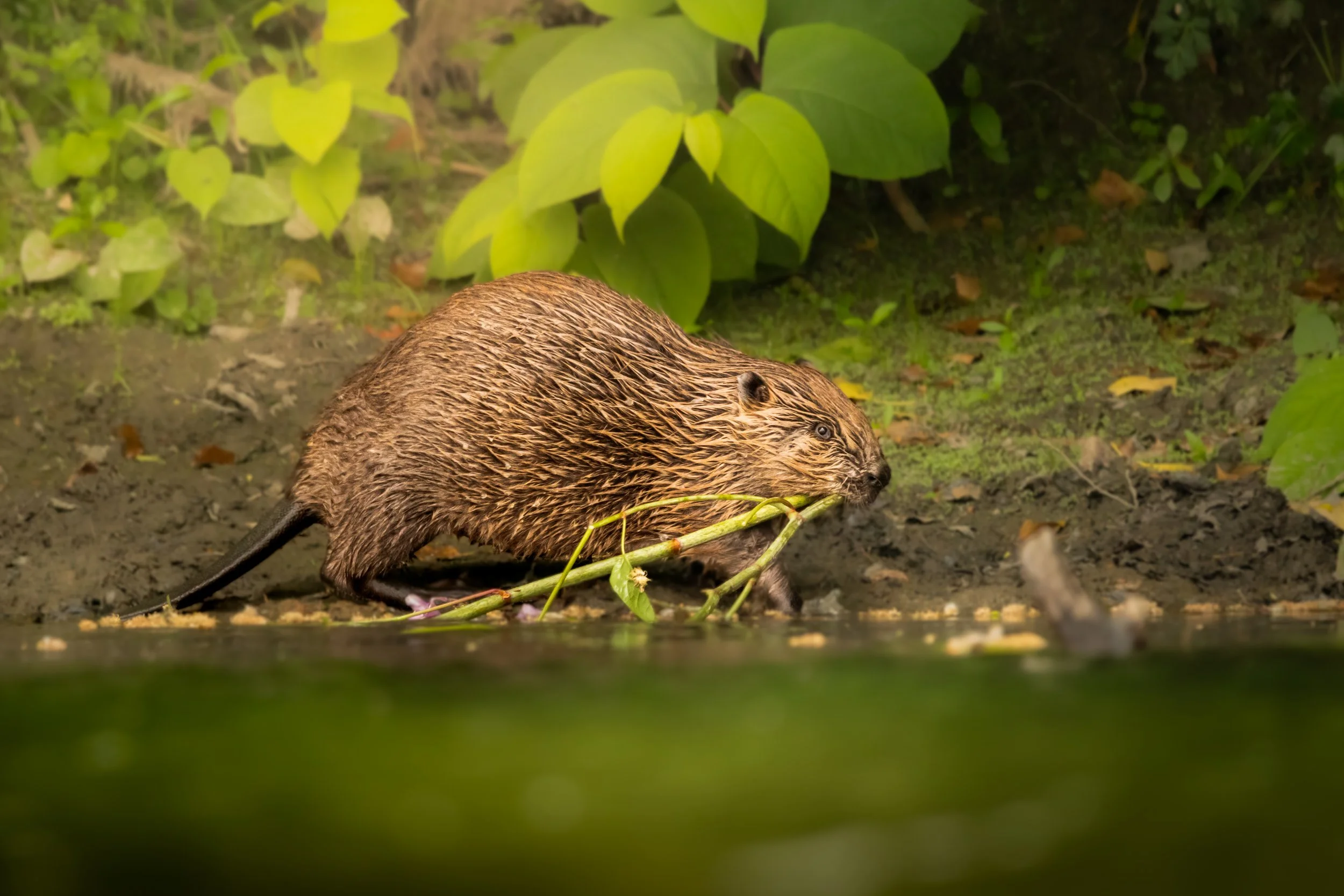 'Nature's Engineer' - Anwen Whitehead