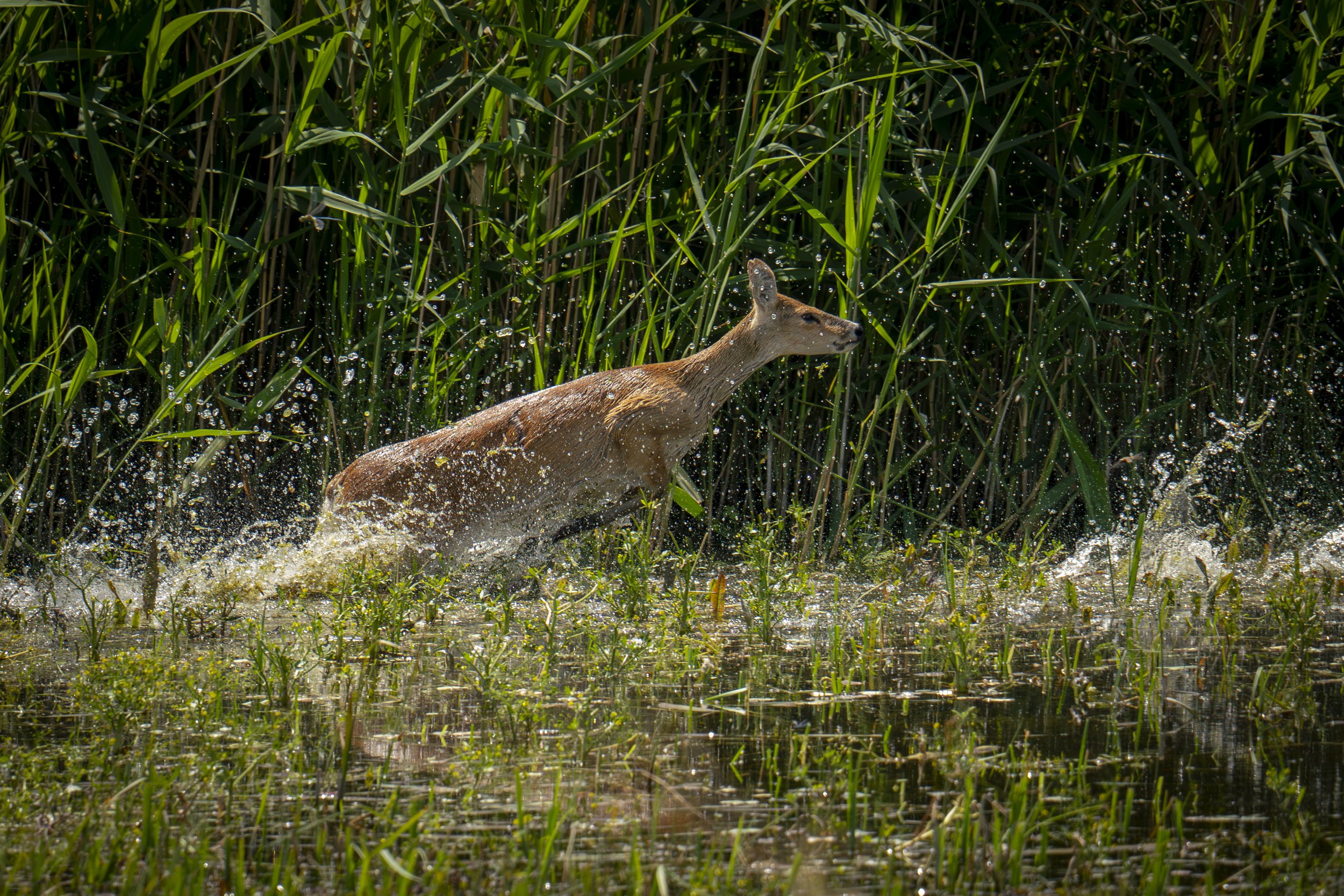 'Chinese Water Deer Leaping' - Jack Brackley