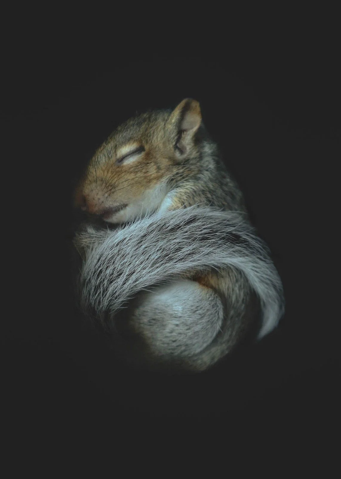 'Baby Squirrel' - Evelyn Black