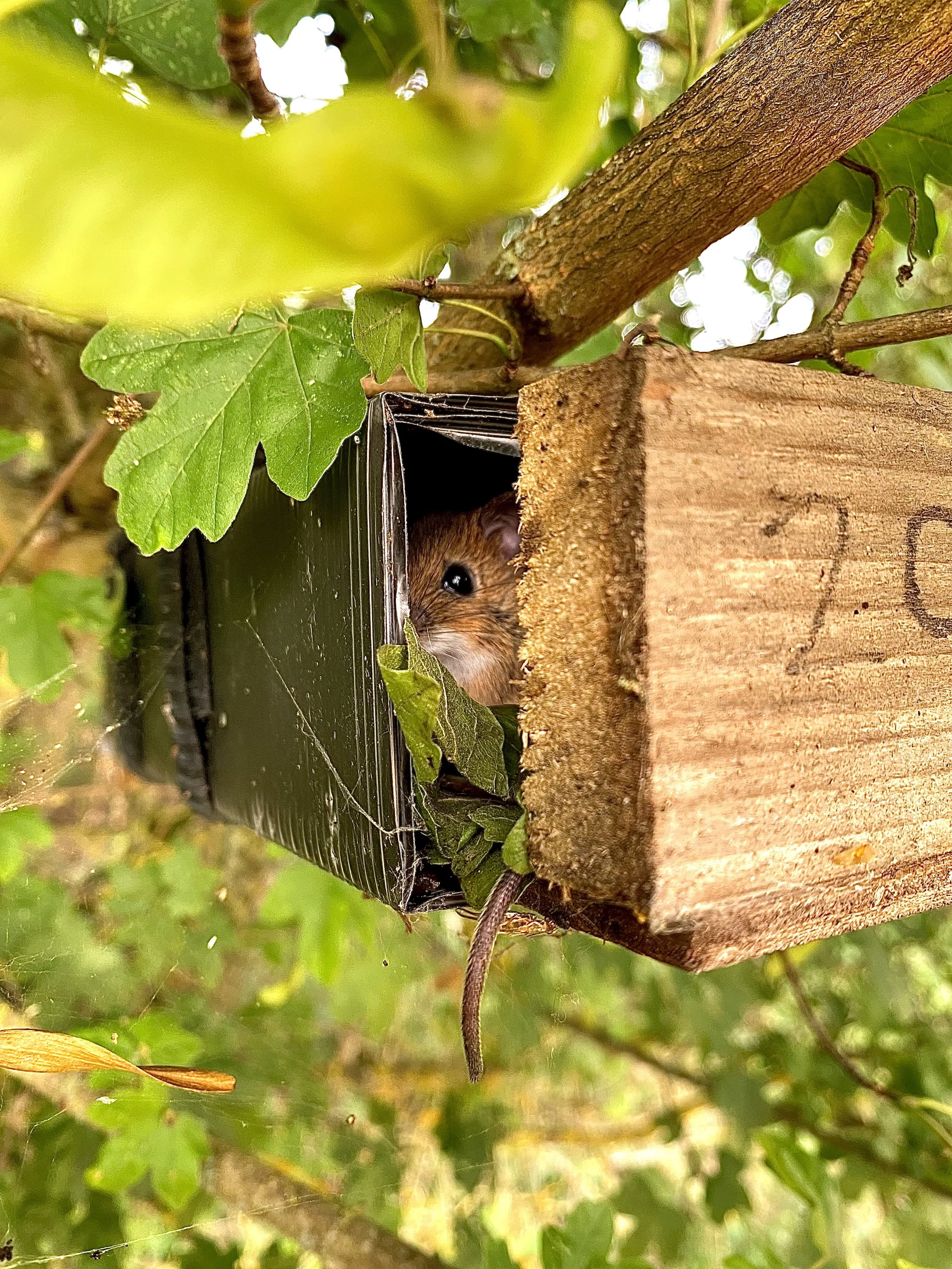 'Hazel Dormouse' - Sophie Vines