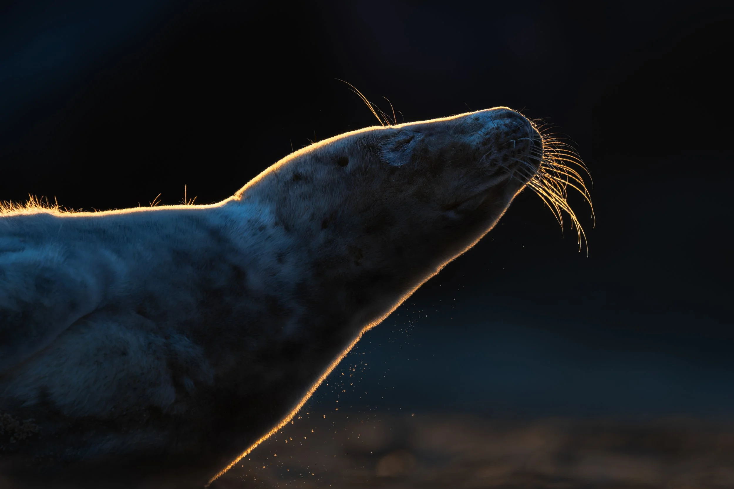 'Sun Stretch' - Marc Humphrey