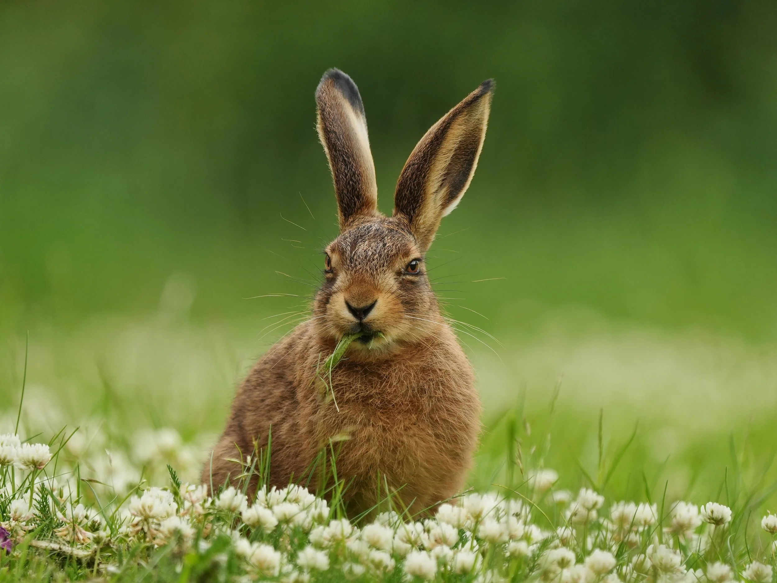 'Brown hare' - Gordon Roach