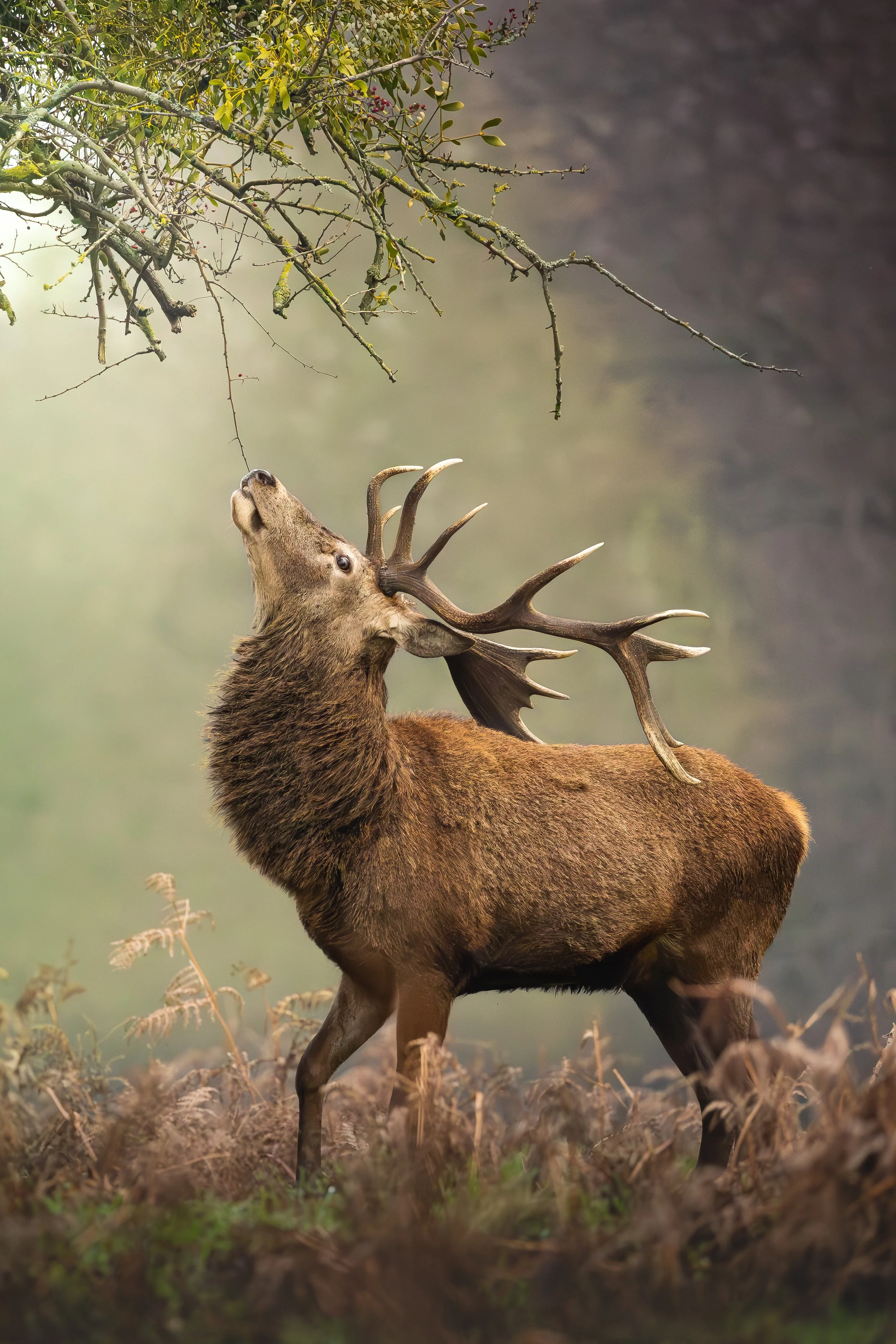 'Red Deer Stag Trying to Reach the Mistletoe' - Sharon Bowyer