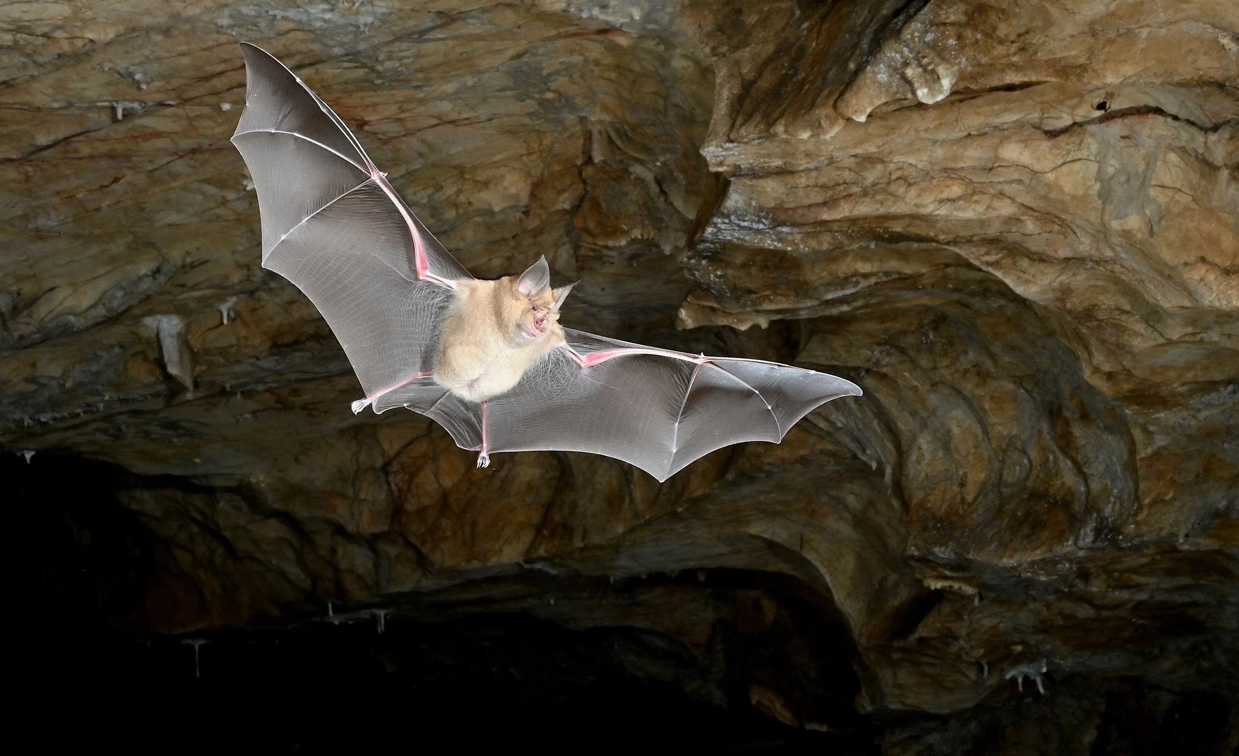 'The Bat and the Spider' - Daniel Whitby