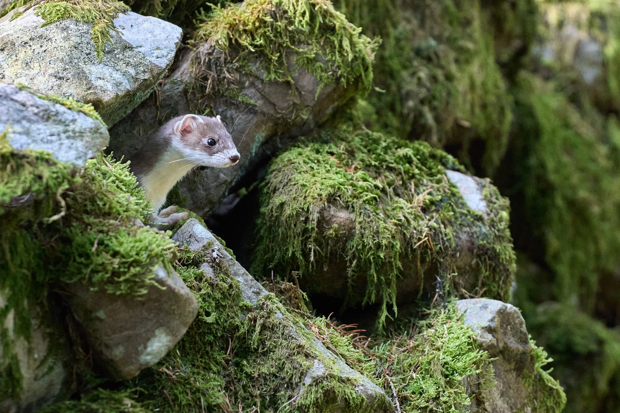 'Stoat in a Dry Stone Wall' - Julie Smith