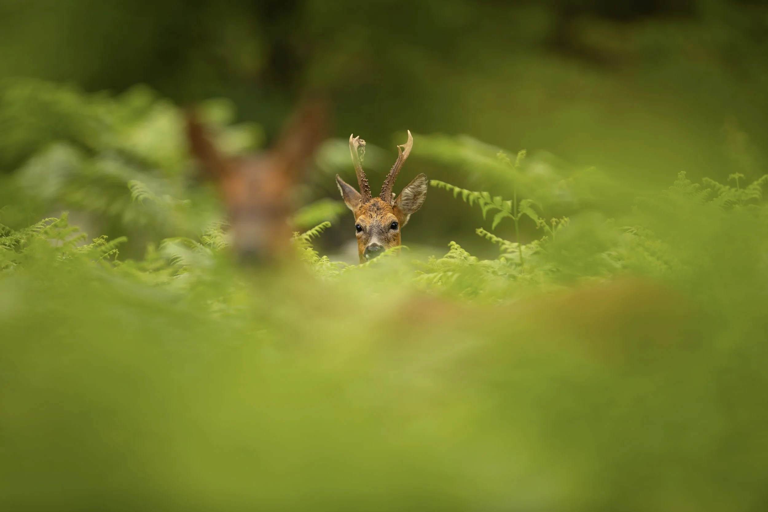 'Eyes on the Prize' - Thomas Roberts