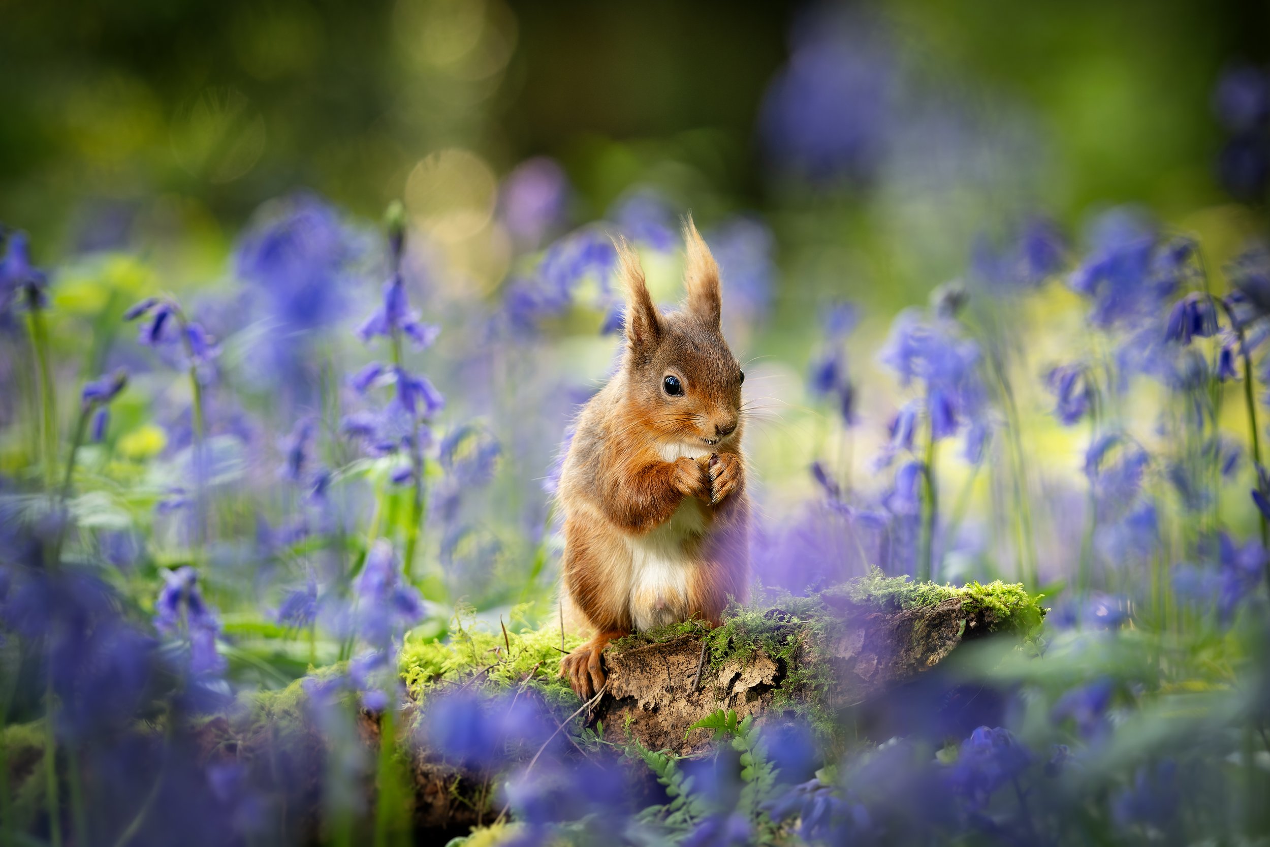 'Red Squirrel Bluebells' - Ian Groves