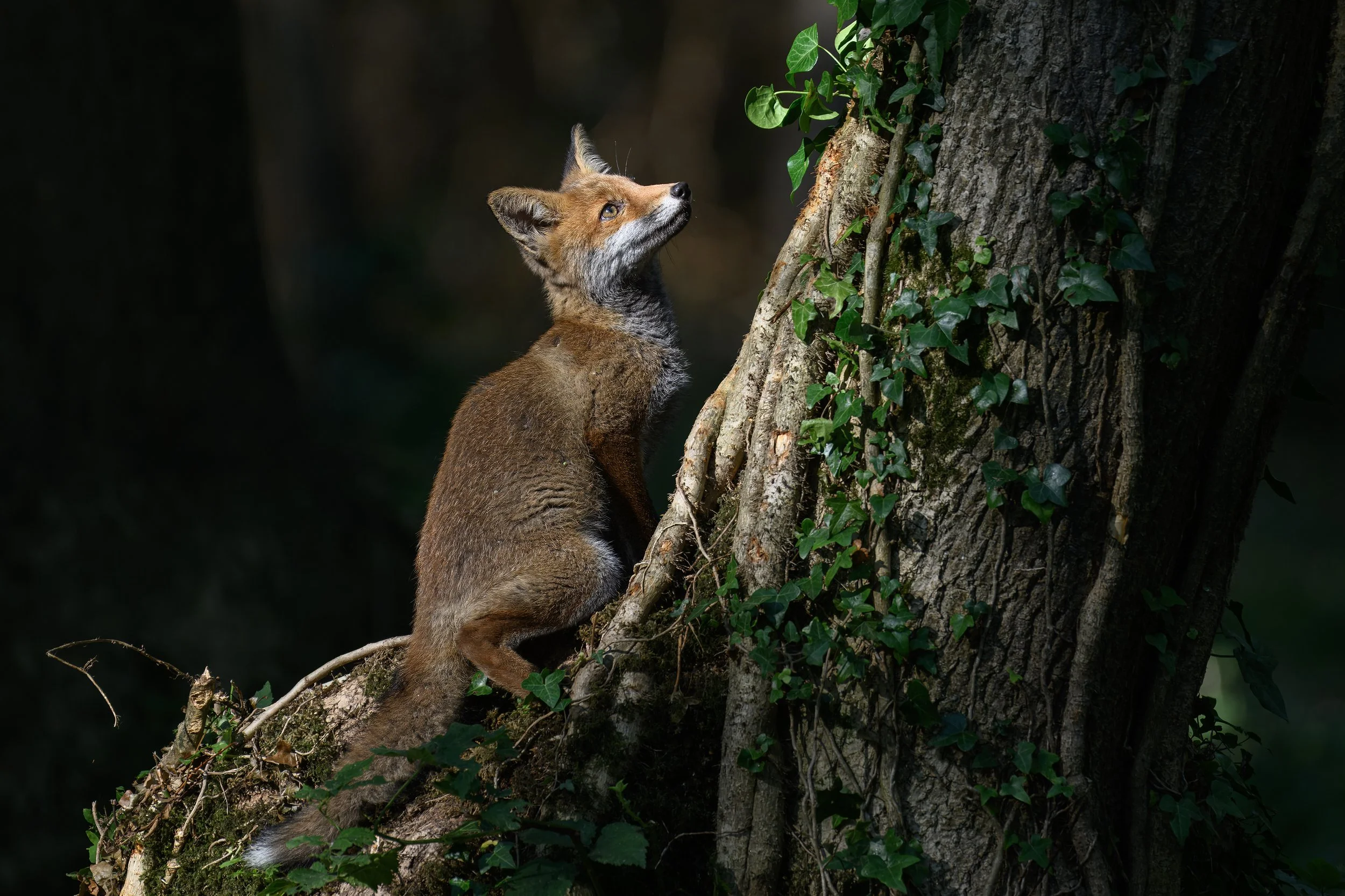 Fox cub in a sunbeam wins Mammal Photographer of the Year 2026