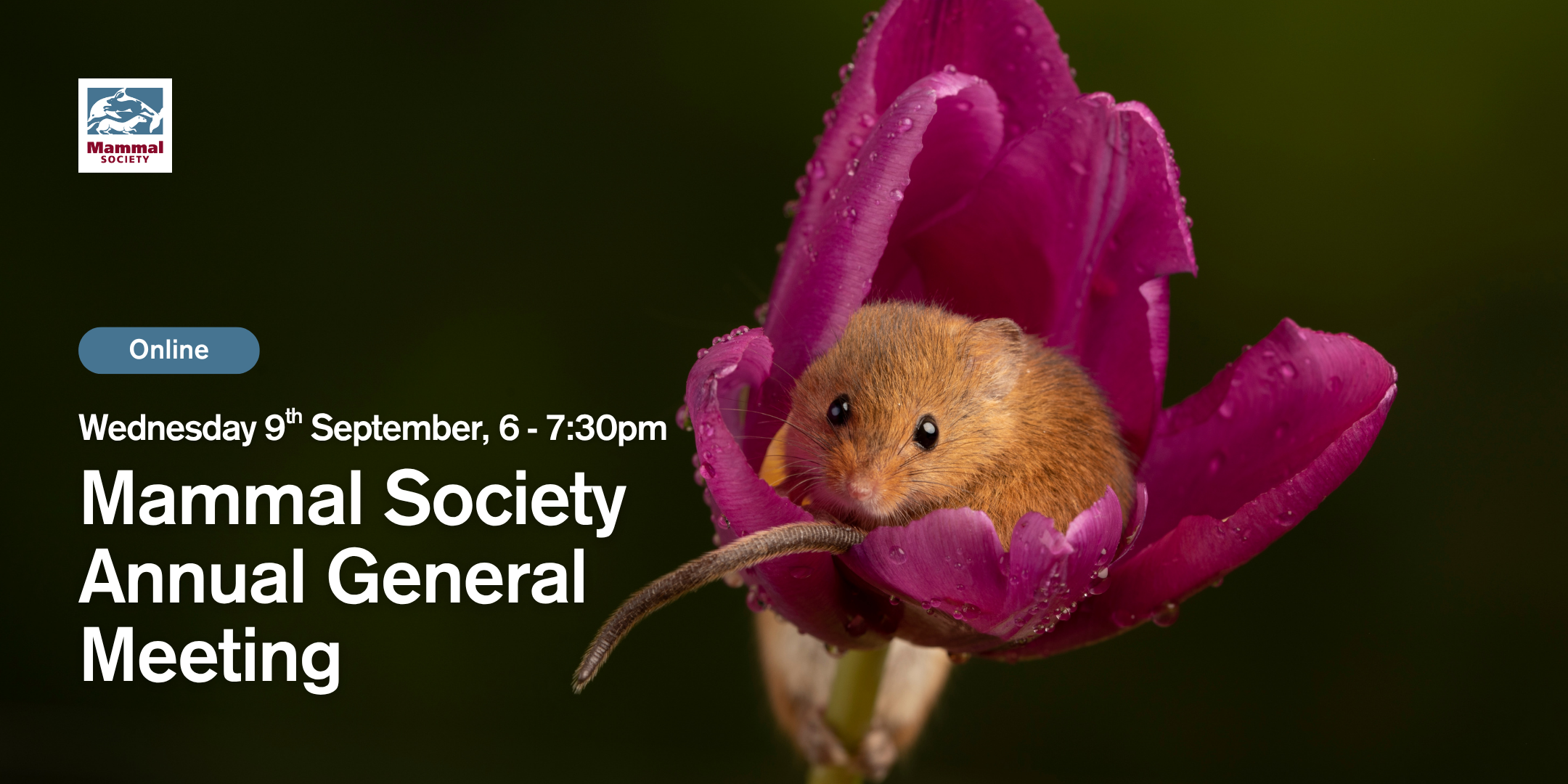 The Mammal Society's Annual General Meeting 2026