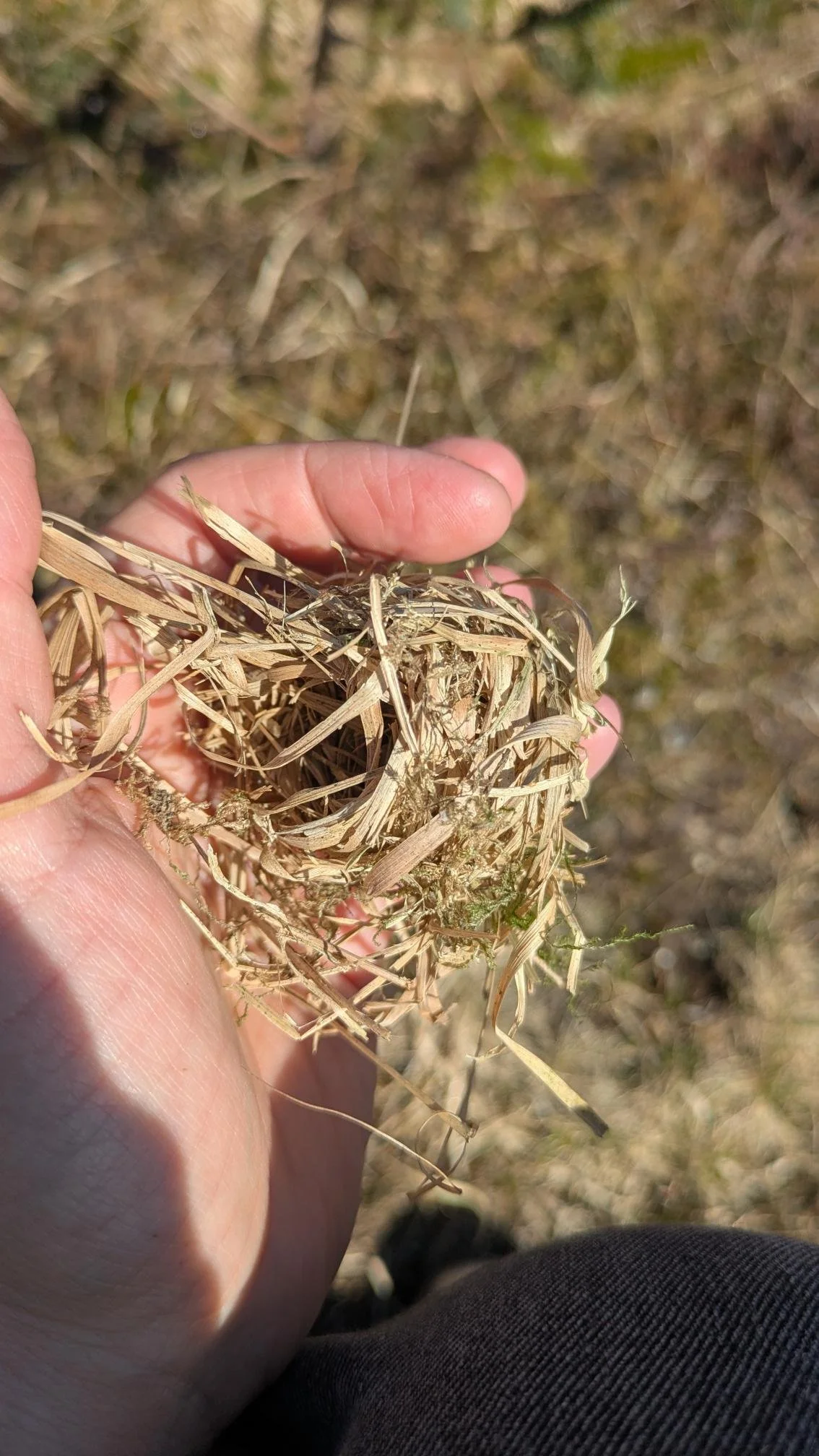 Harvest mouse nest Mull - April 2026 - Anna Marklew.jpg