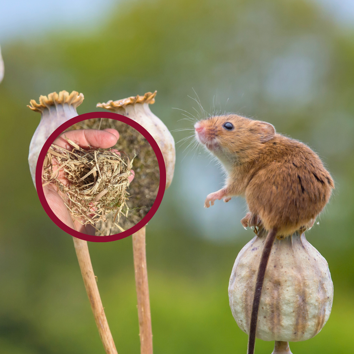 First ever evidence of harvest mouse recorded on Scottish Isle of Mull