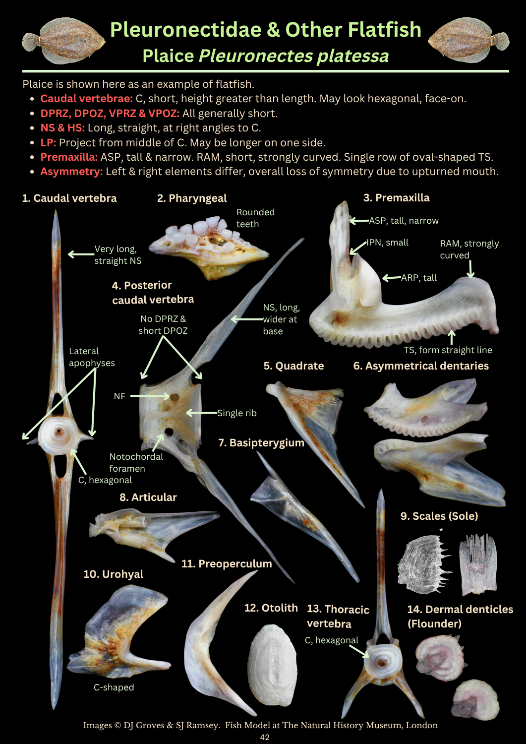 Matt Otter Spraint Guide (3).png