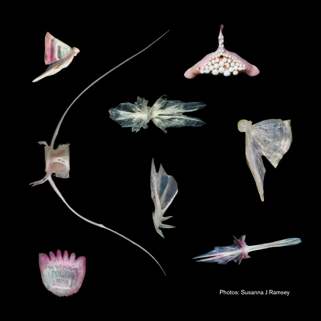 New Publication: A Photographic Guide to Prey Remains in Otter Spraint