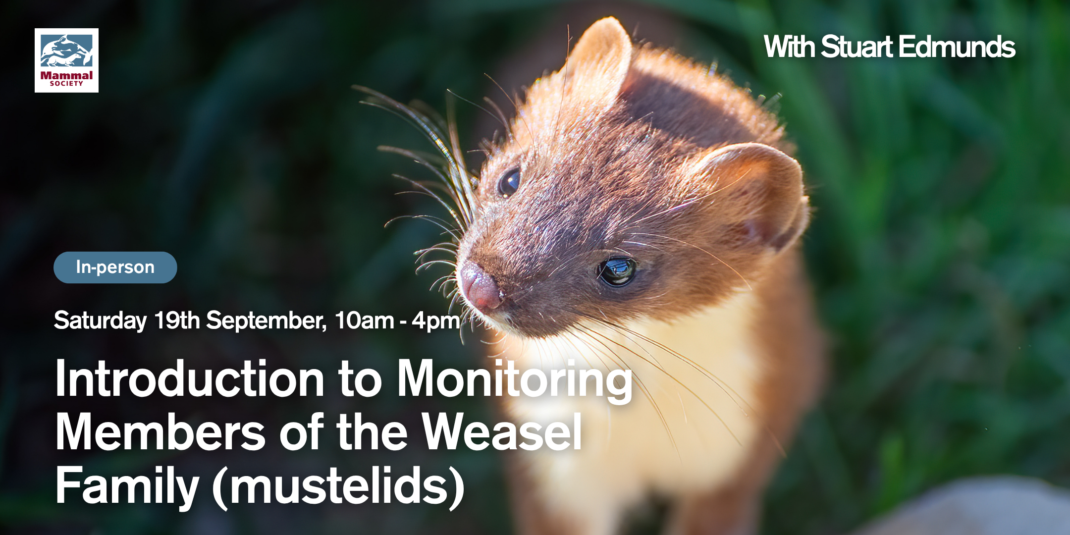 An Introduction to Monitoring Members of the Weasel Family (mustelids) (in-person) 