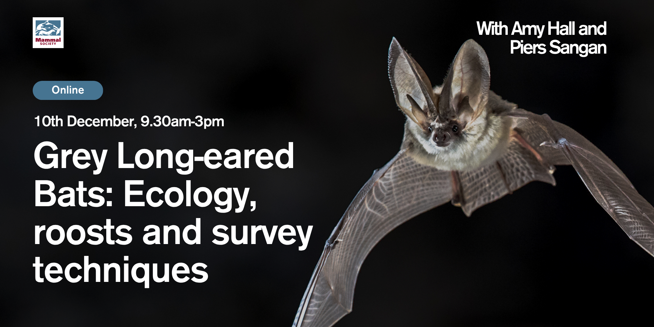 Grey Long-eared Bats: Ecology, roosts and survey techniques (online) 