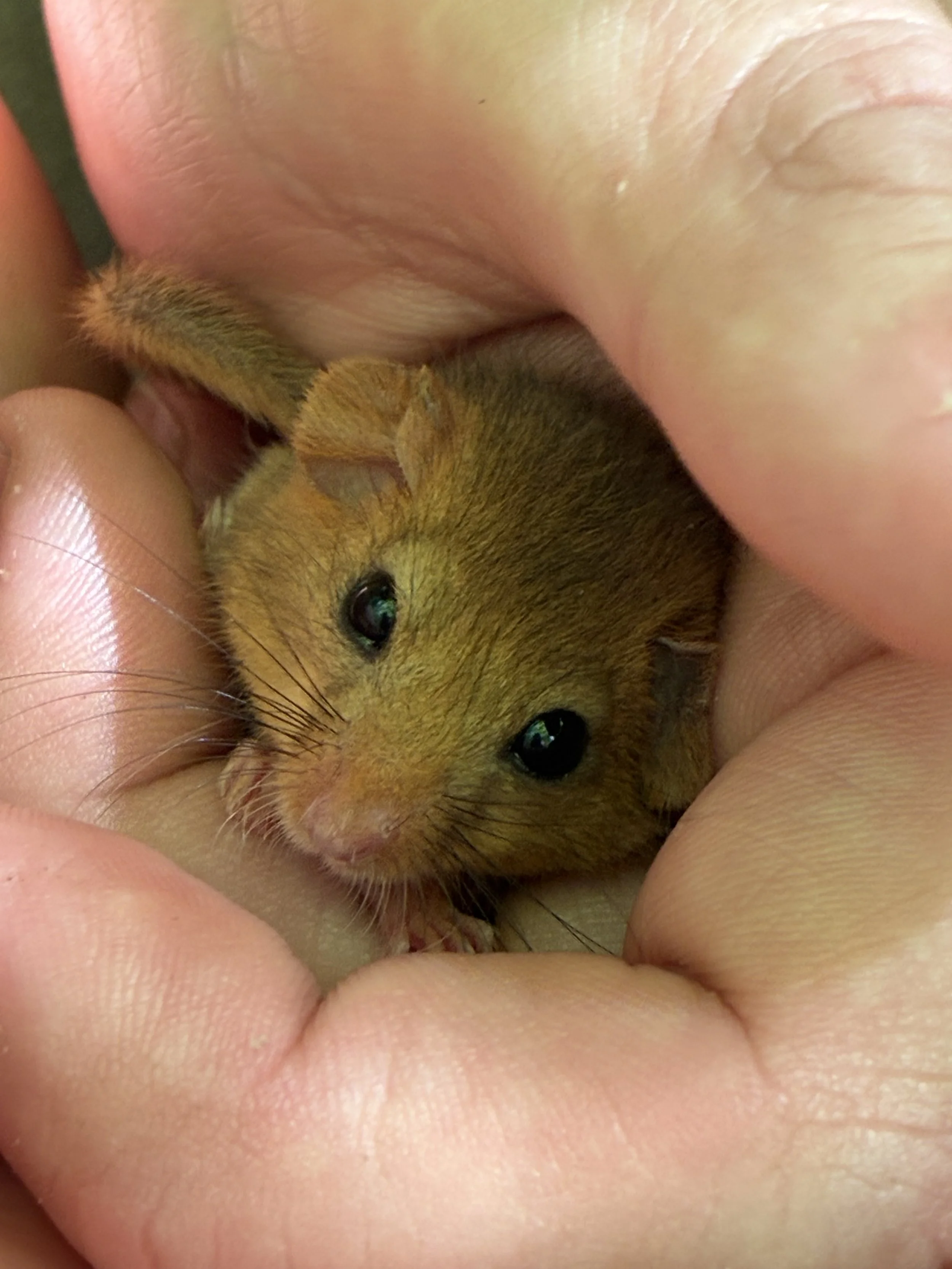 Finding My Place in Dormouse Conservation