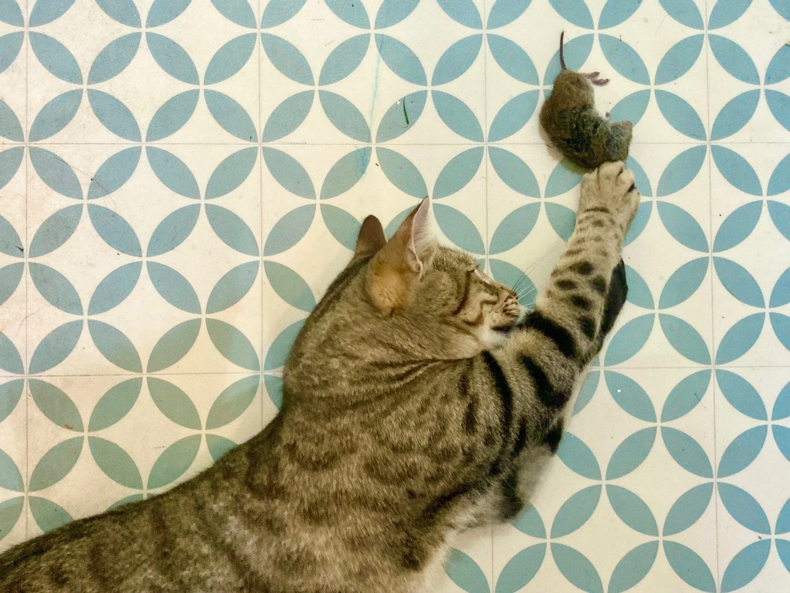Feline the pressure: domestic cats and wildlife