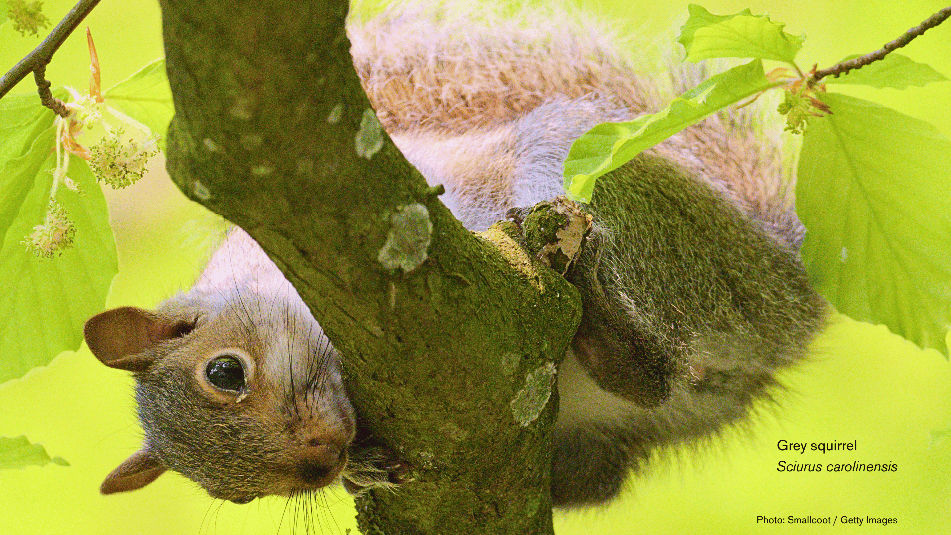 All bite and no bark - the impact of grey squirrels in Britain
