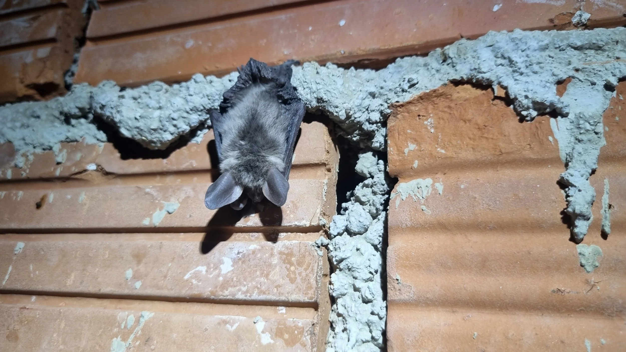 Unusual roost site selection in the first recorded maternity colony of Bechstein’s bat Myotis bechsteinii (Kuhl, 1817) in Croatia