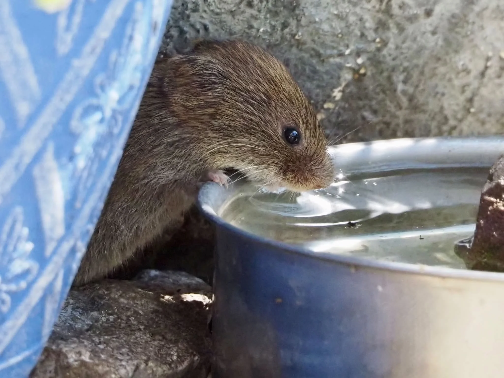 Small Mammals Hit Hard by Rising Heatwaves