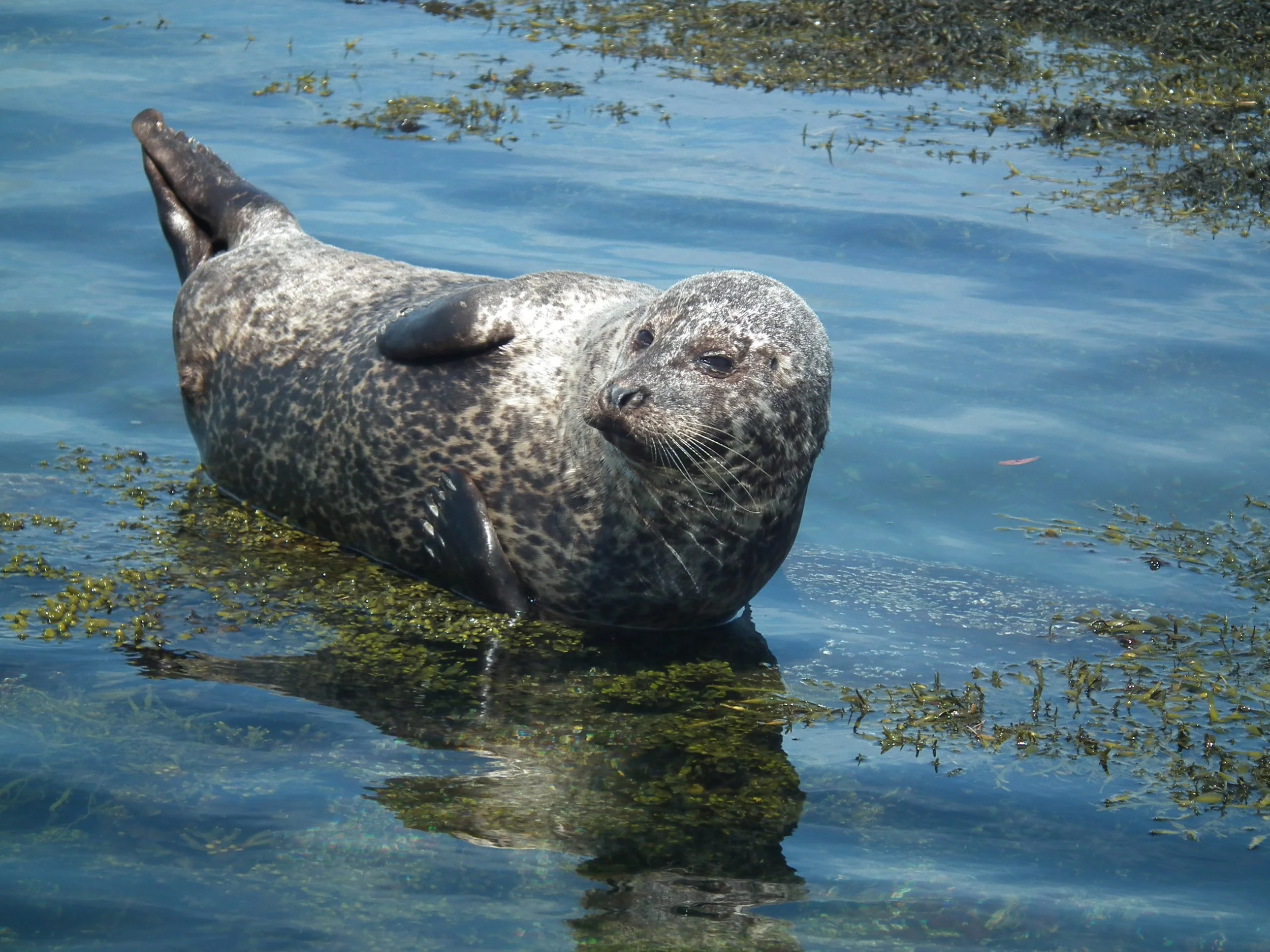 Seal Research